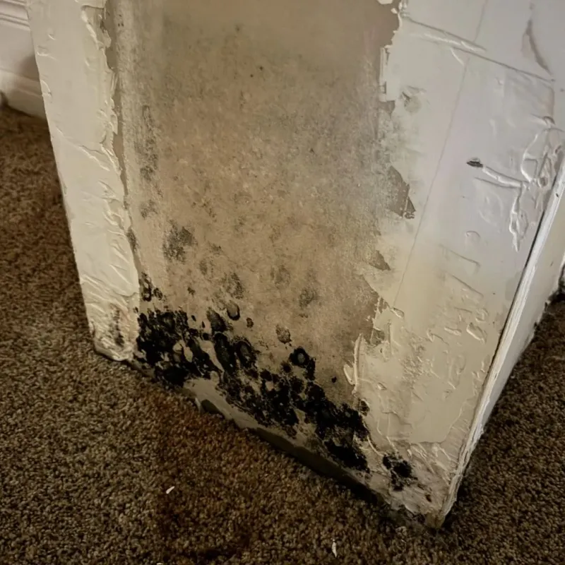 Professional Mold Removal in Crawfordville, FL